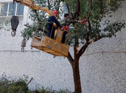 修剪树木  美化情形