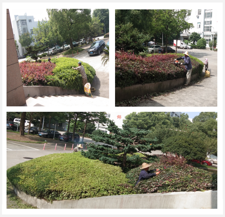 美化绿化，，，，，，，我们在行动      