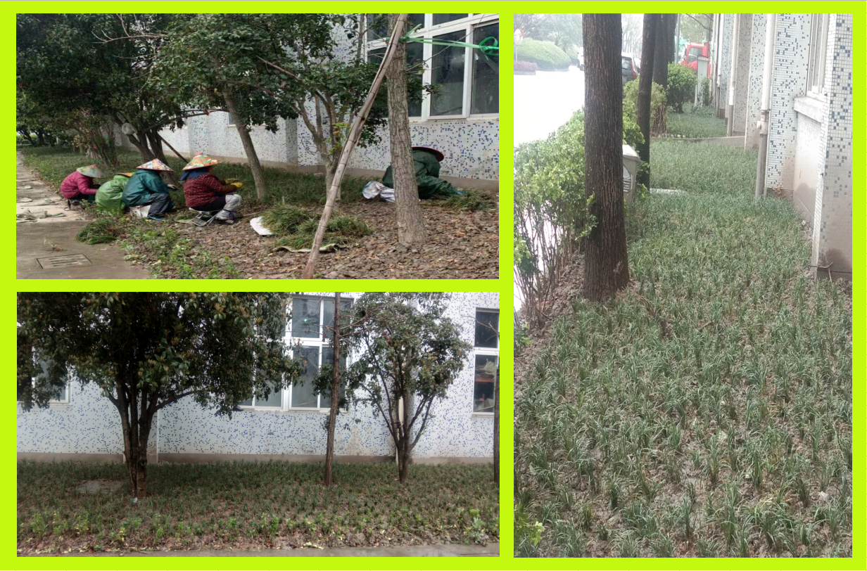 莳植绿化，，，，，，，，美化坏境