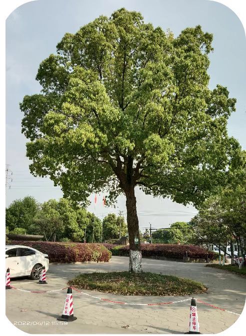 增补营养，，，，，香樟树“打点滴”